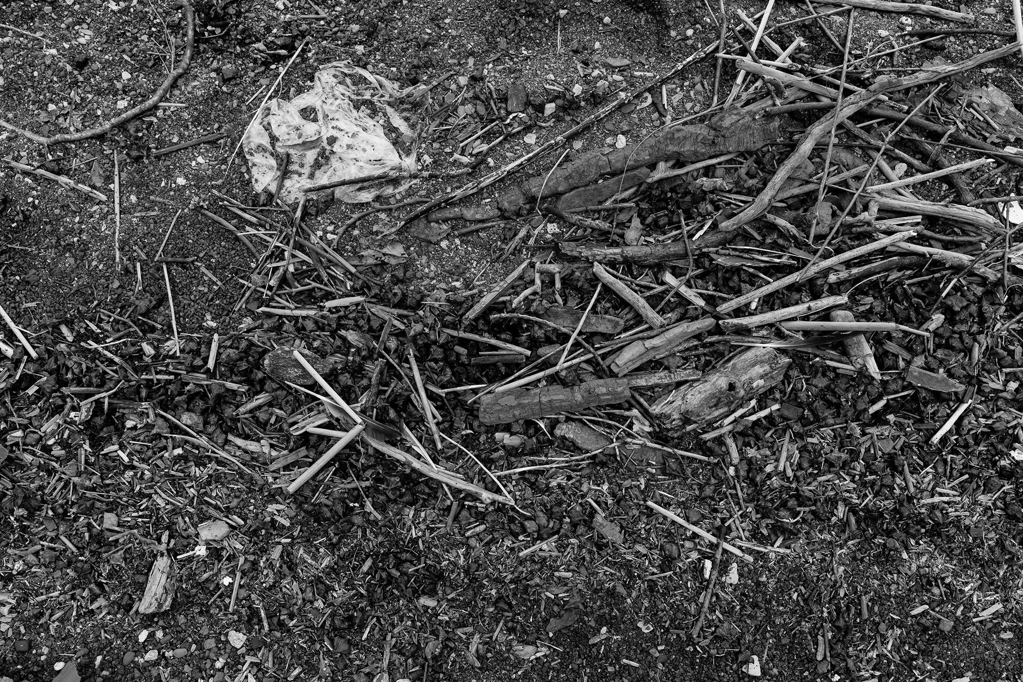 Everyday the water pushes new sticks, rocks, seed pods and garbage to the shore.