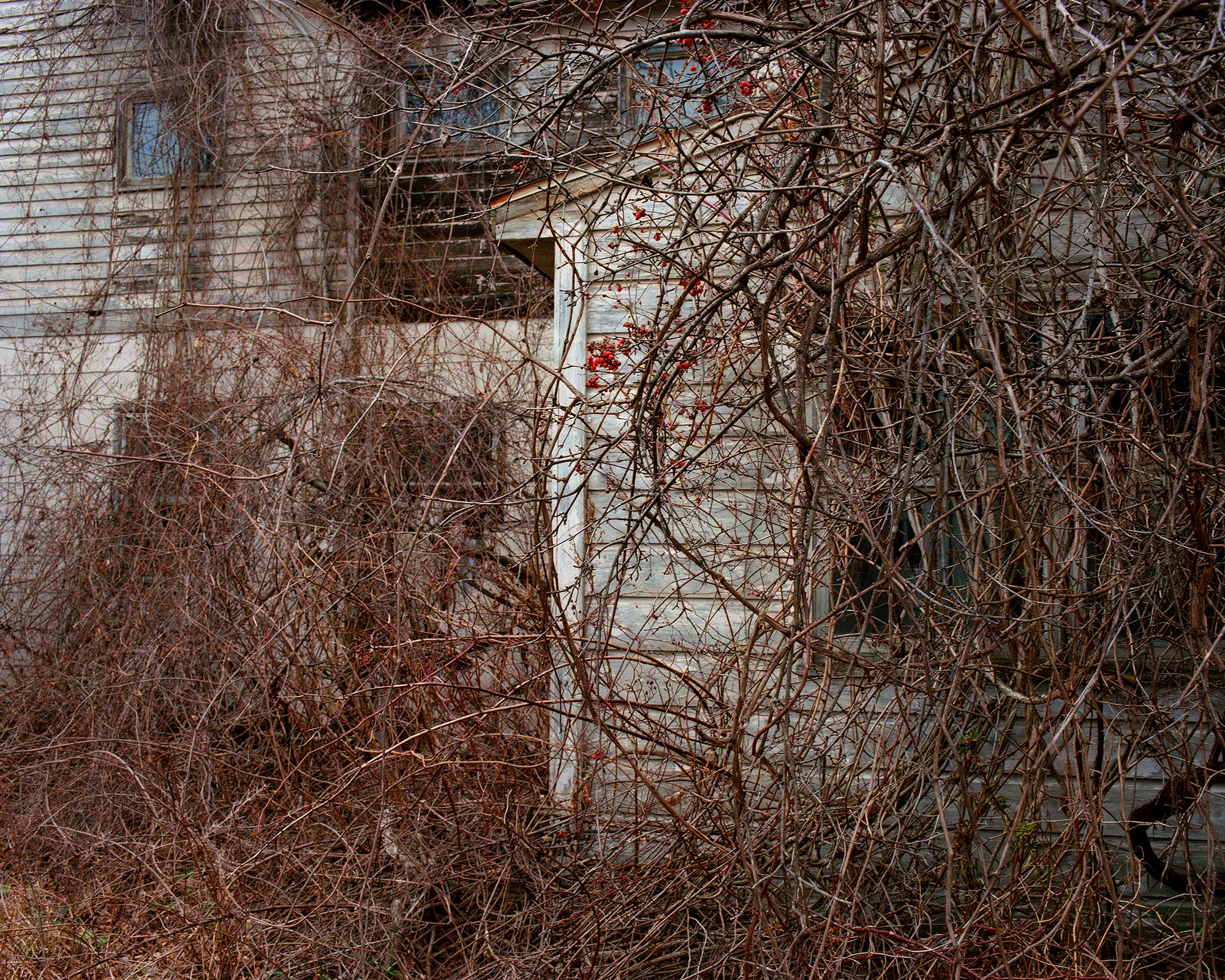 winterbranches