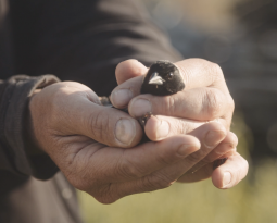 The Wonder of the Bobolink